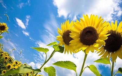 Среднегодовая выработка электроэнергии для областных центров Украины