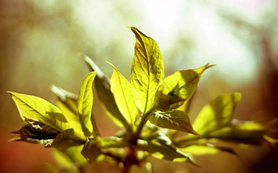 sun-and-water-for-plants Солнечные электростанции (СЭС)
